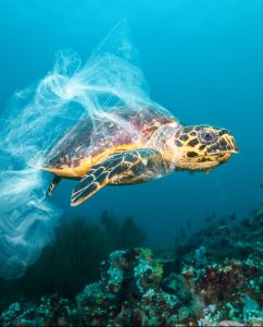 Ocean plastic pollution