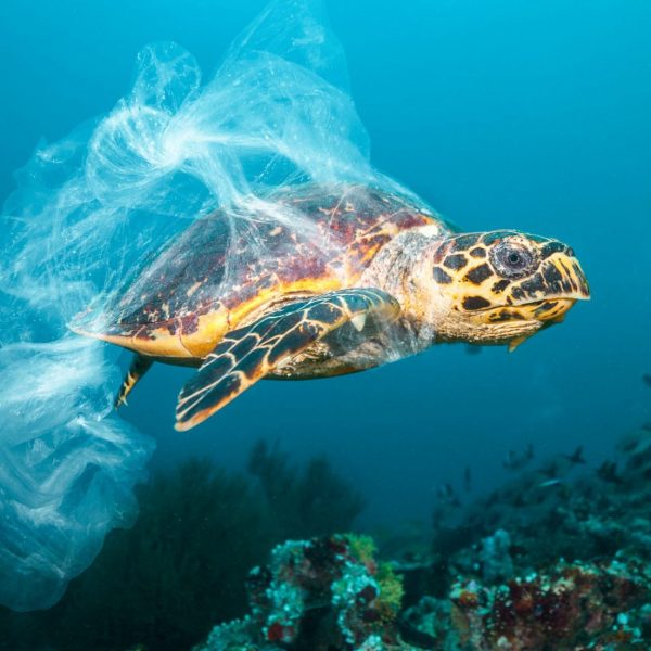 Ocean plastic pollution