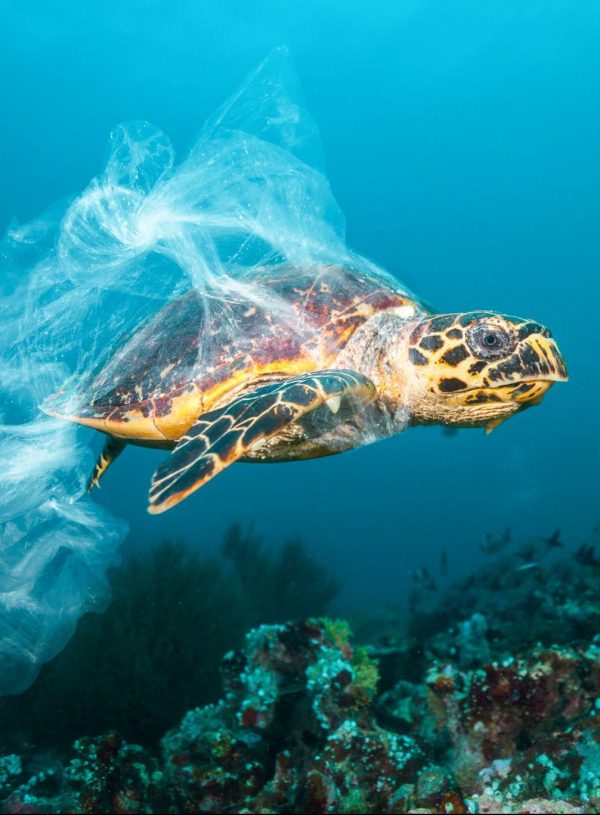 Ocean plastic pollution