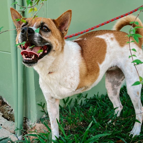 3 legged doggie, Phuket