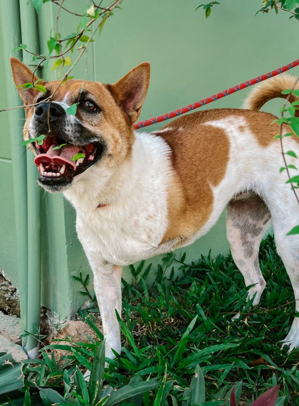 3 legged doggie, Phuket