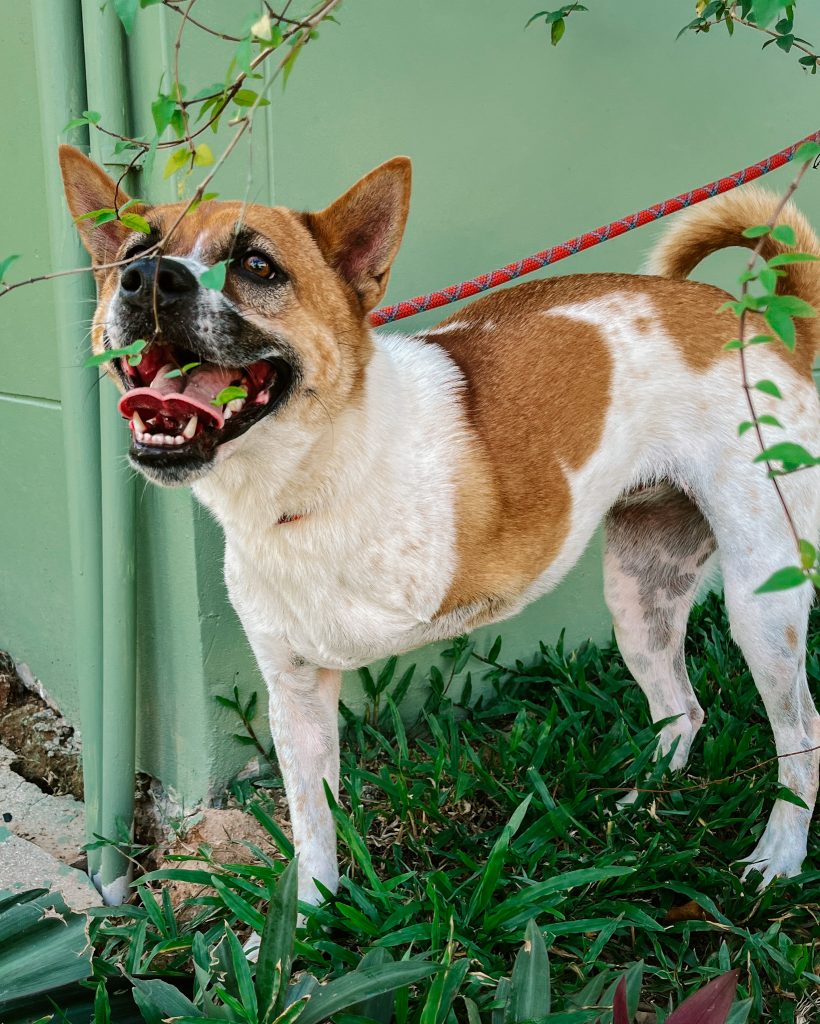 3 legged doggie, Phuket