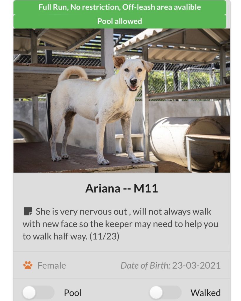 Dog's profile, Phuket