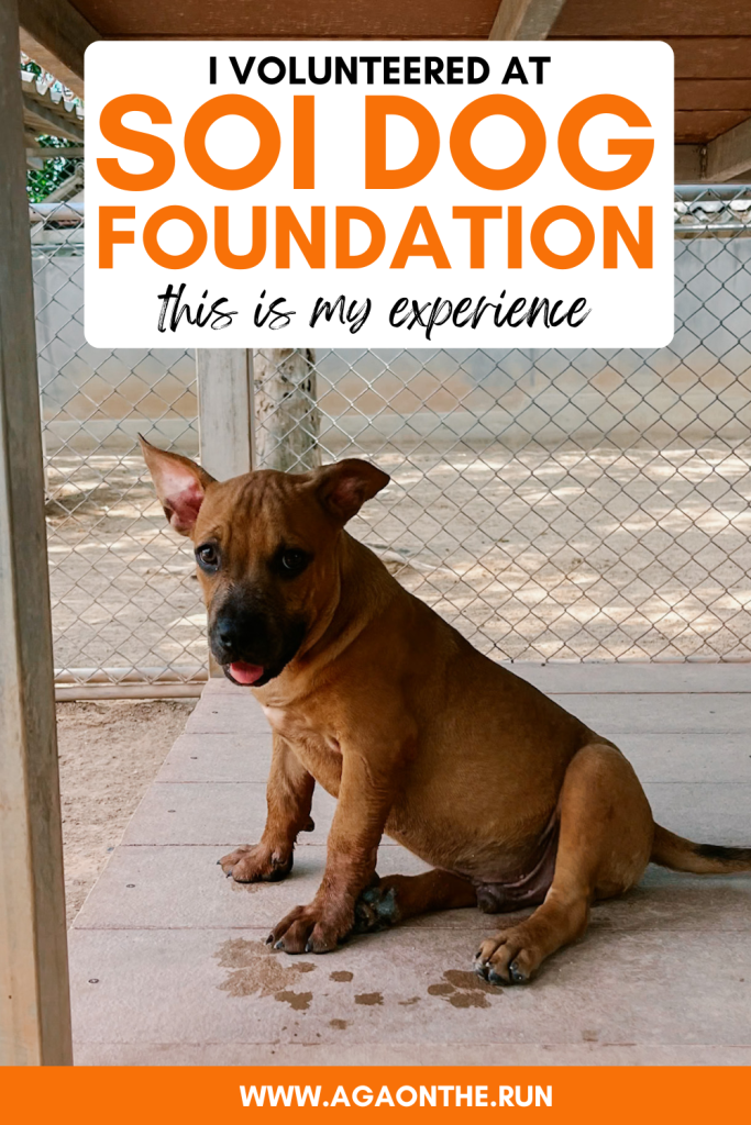 Real experience at Soi Dog Foundation