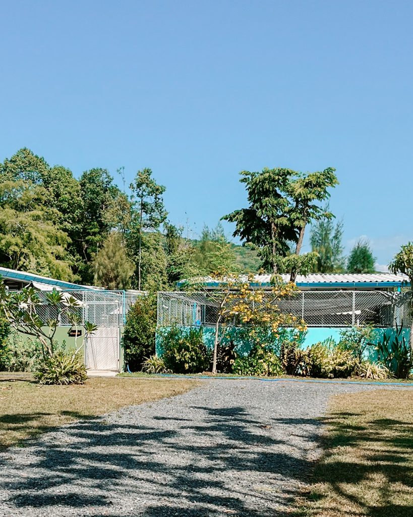 Soi Dog Foundation enclosure