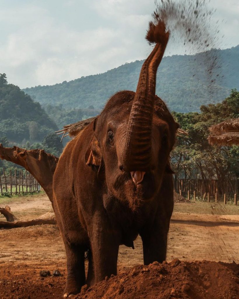An elephant in Elephant Nature Park in Chiang Mai, Thailand