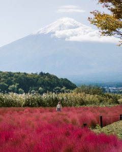 Photo of Mt Fuji at Fuji Flower Child