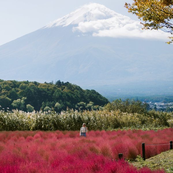 Photo of Mt Fuji at Fuji Flower Child