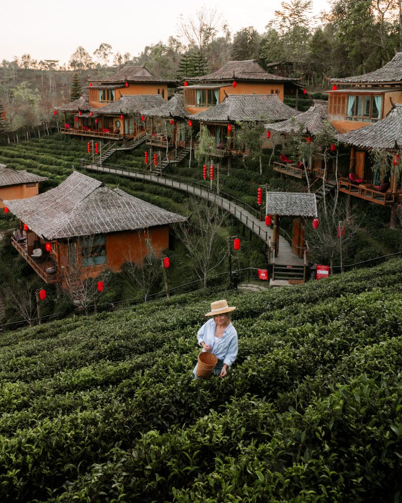 View of tea fields in Lee Wine Rak Thai Resort in Ban Rak Thai