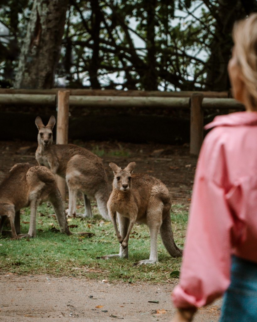 Kangaroos in Australia