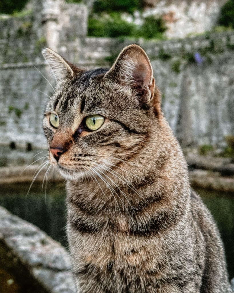A cat in Kotor, Montenegro