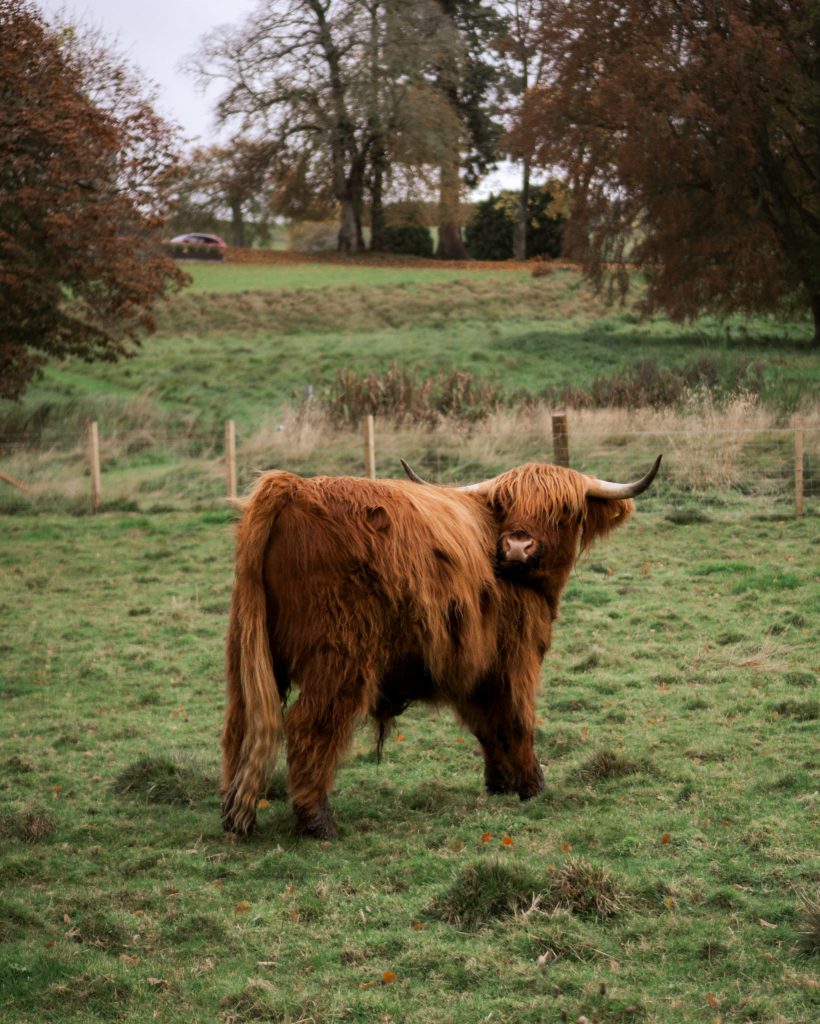 Photo of a Scottish hairy cow in the fields