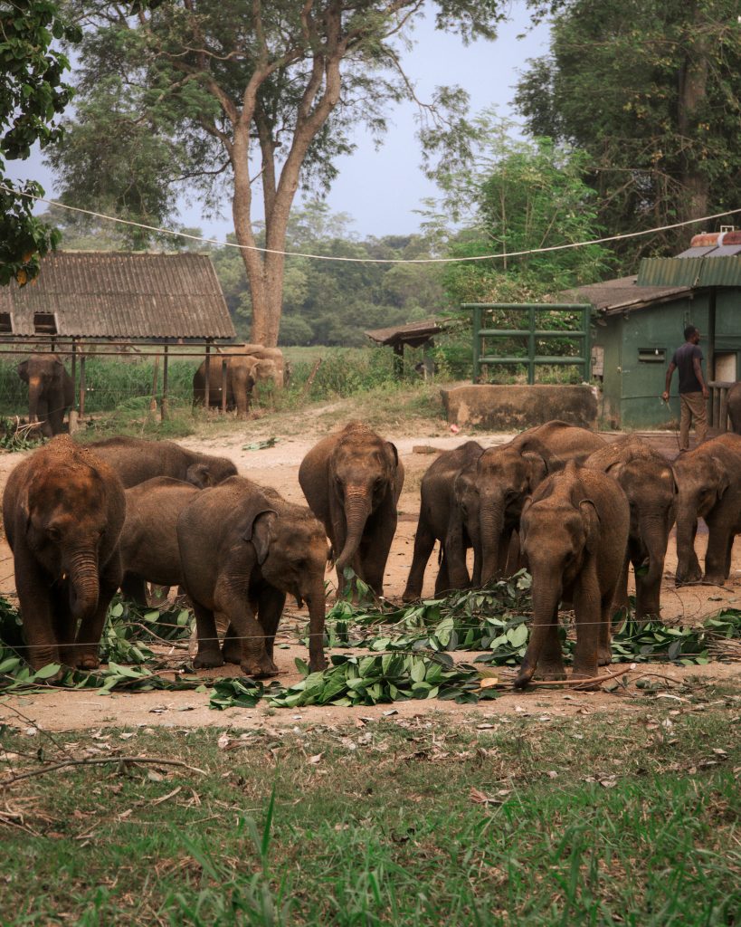 Elephant Transit Home in Sri Lanka