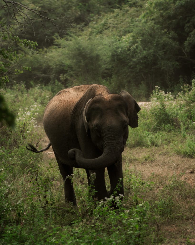 An elephant at Udawalawe National Park
