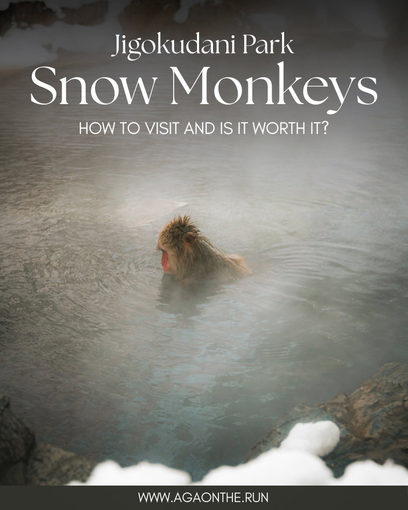 How to visit Snow Monkey Park in Japan