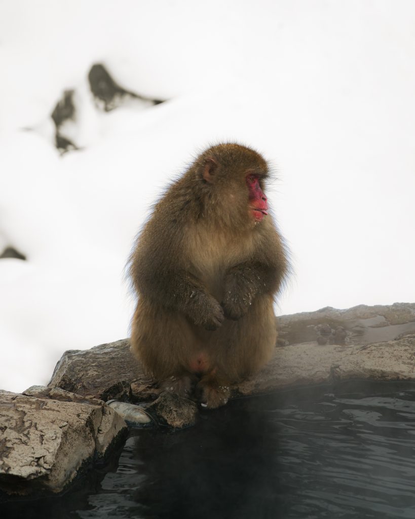 How to visit Snow Monkey Park in Japan