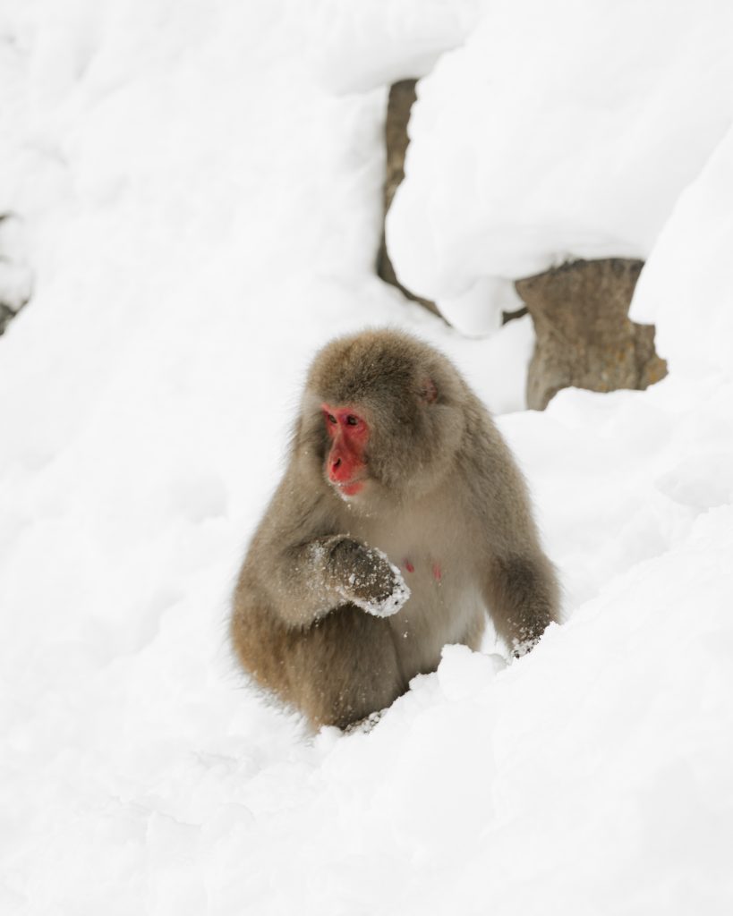 A monkey in the snow in Snow Monkey Park, Japan