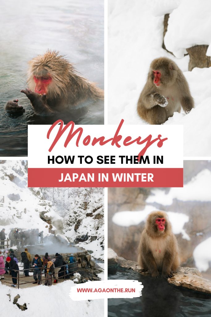 How to see monkeys in Snow Monkey Park, Japan
