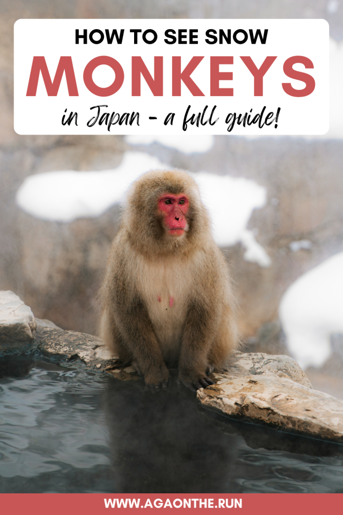 How to see snow monkeys in Japan