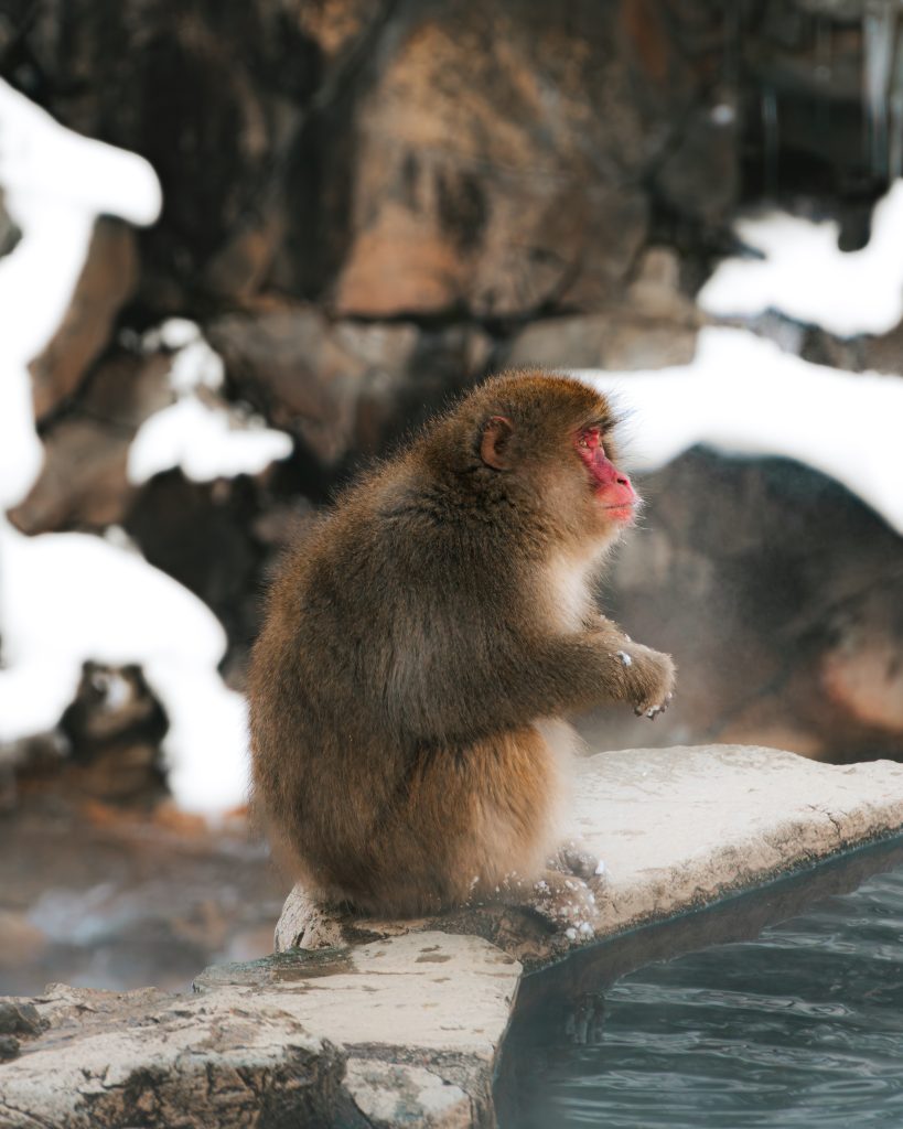 A monkey in Snow Monkey Park, Japan