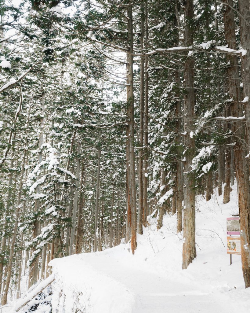Path in Snow Monkey Park, Japan