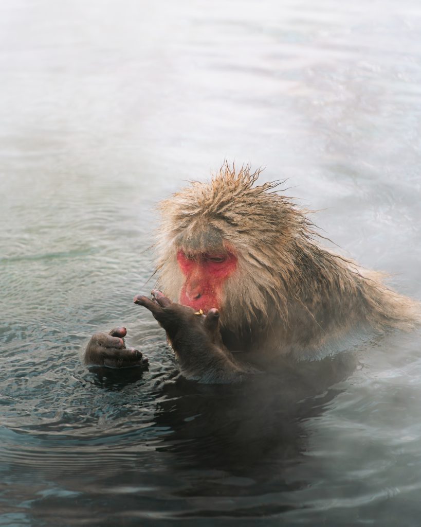 A monkey in hot springs, Japan