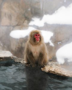 A monkey sitting on the edge of hot spring pool in Snow Monkey Park, Japan