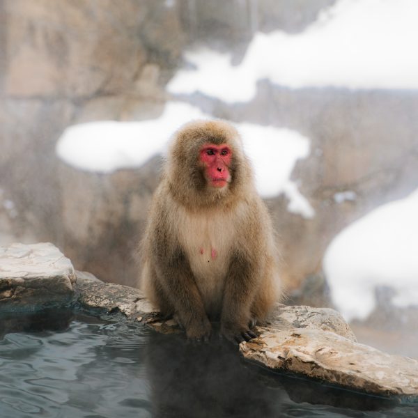 A monkey sitting on the edge of hot spring pool in Snow Monkey Park, Japan