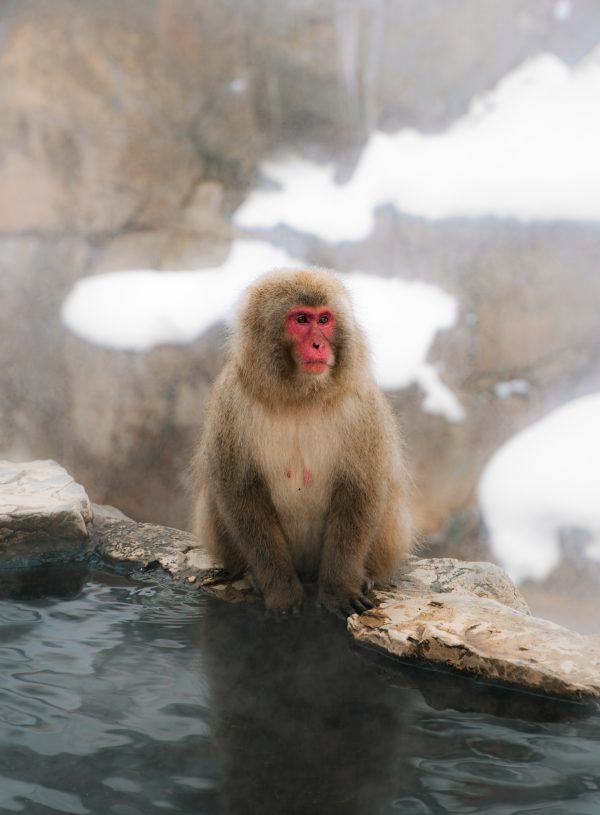 A monkey sitting on the edge of hot spring pool in Snow Monkey Park, Japan